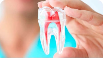 Endodontia